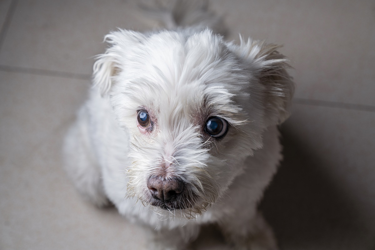 Aparecen los dueños de perros supuestamente abandonados en El Dorado