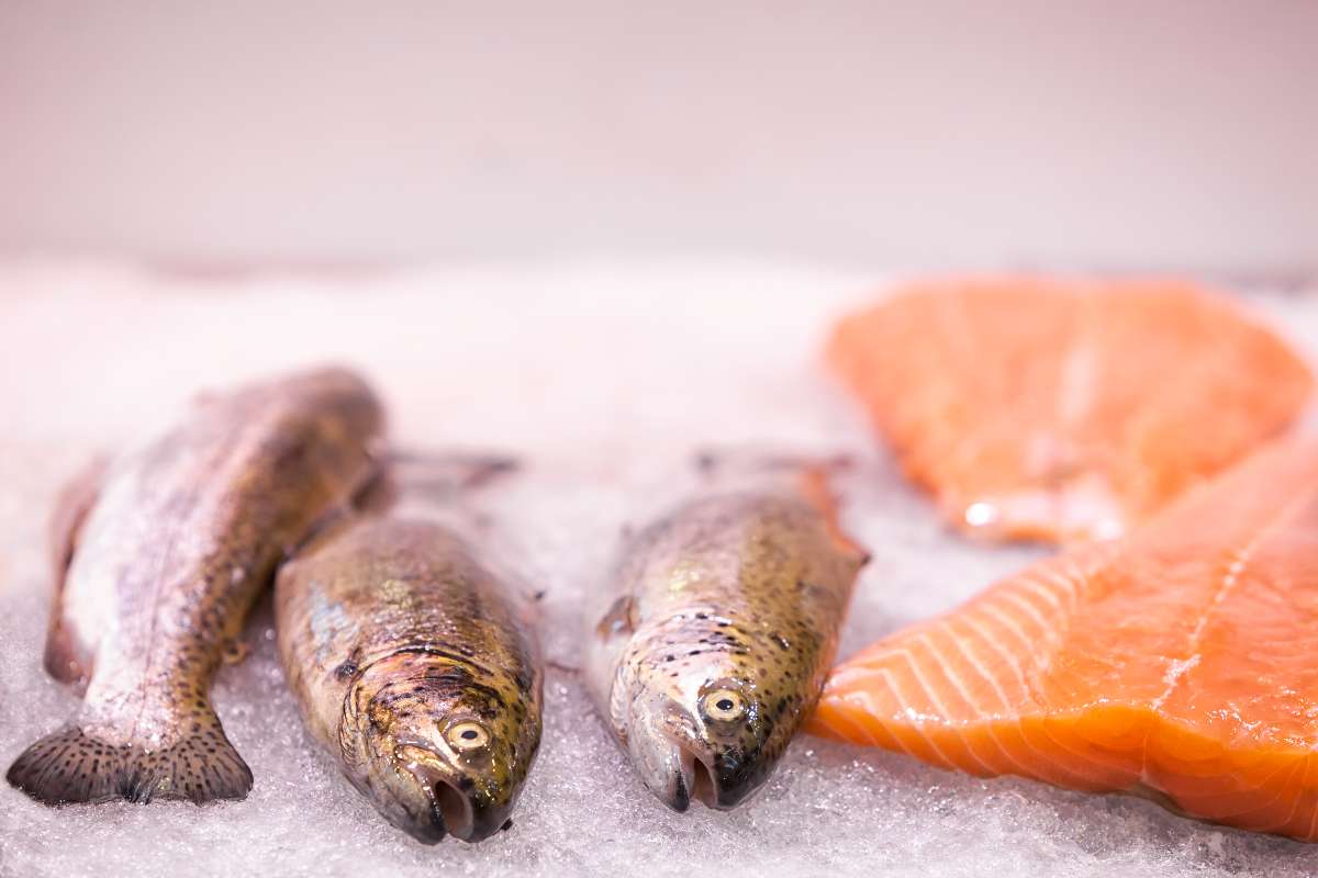 Alarma en Santander por larvas en ojos de peces y respuesta de expertos al tema