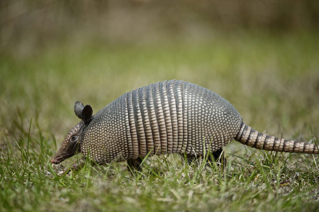Armadillo / Getty