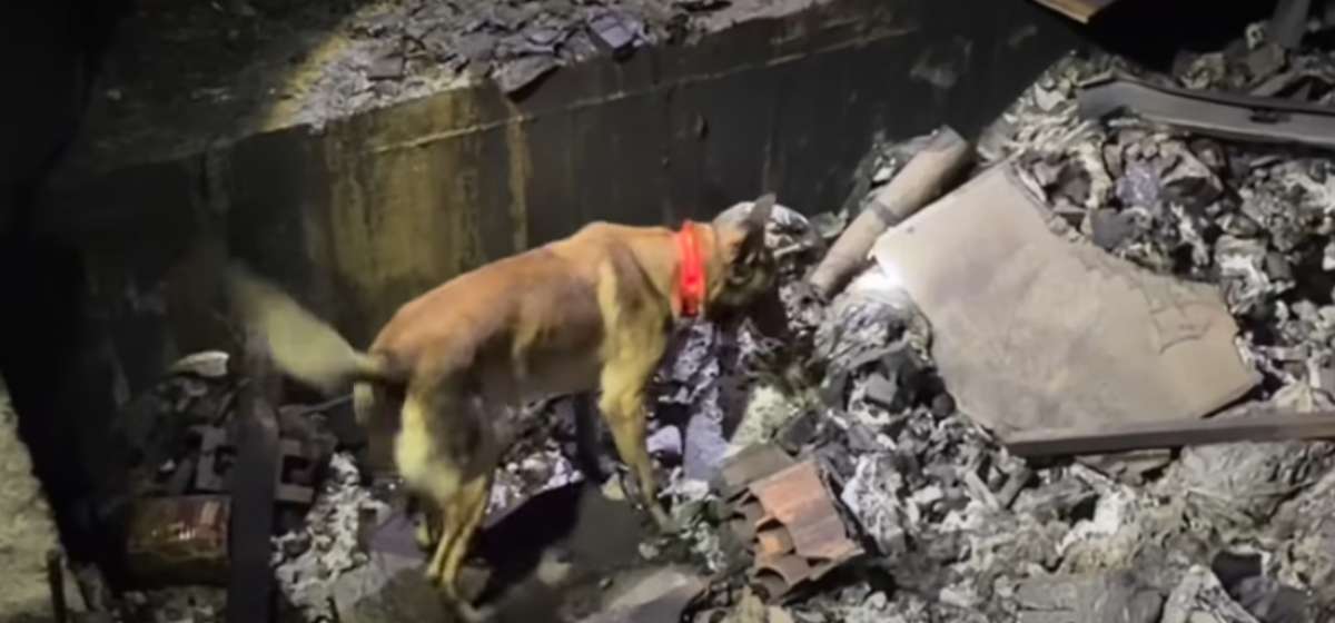 Hallan cadáver en centro comercial Fundadores usando cámaras y perros de rescate