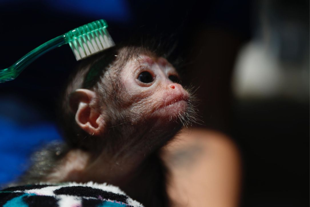 Fotos de cría en zoológico de capital vallecaucana, en nota de fotos en Cali de mono araña rescatada en caso conmovedor por rechazo de su madre.