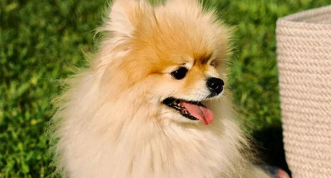 Foto de un perro, a propósito de por qué se les cae el pelo