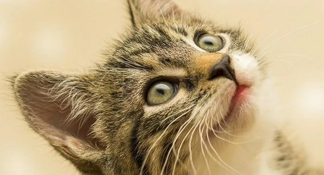 Foto de un gato, a propósito de por qué miran fijamente a las personas