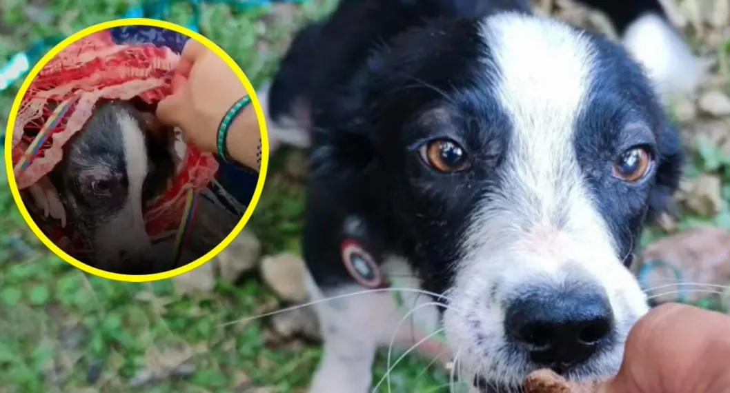 "Estaba muy mal": conmovedor relato de hombre que salvó a perra que tiraron al río Magdalena