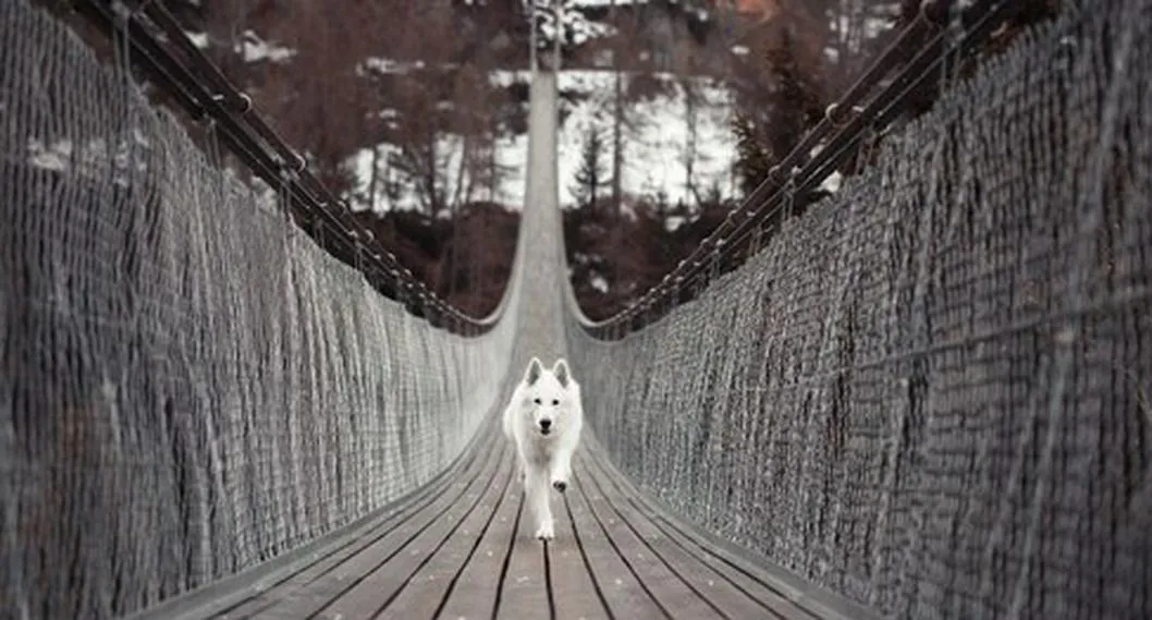 Foto de referencia de un perro caminando por un puente. Nota sobre las razas de perros más propensas a sufrir de cáncer.