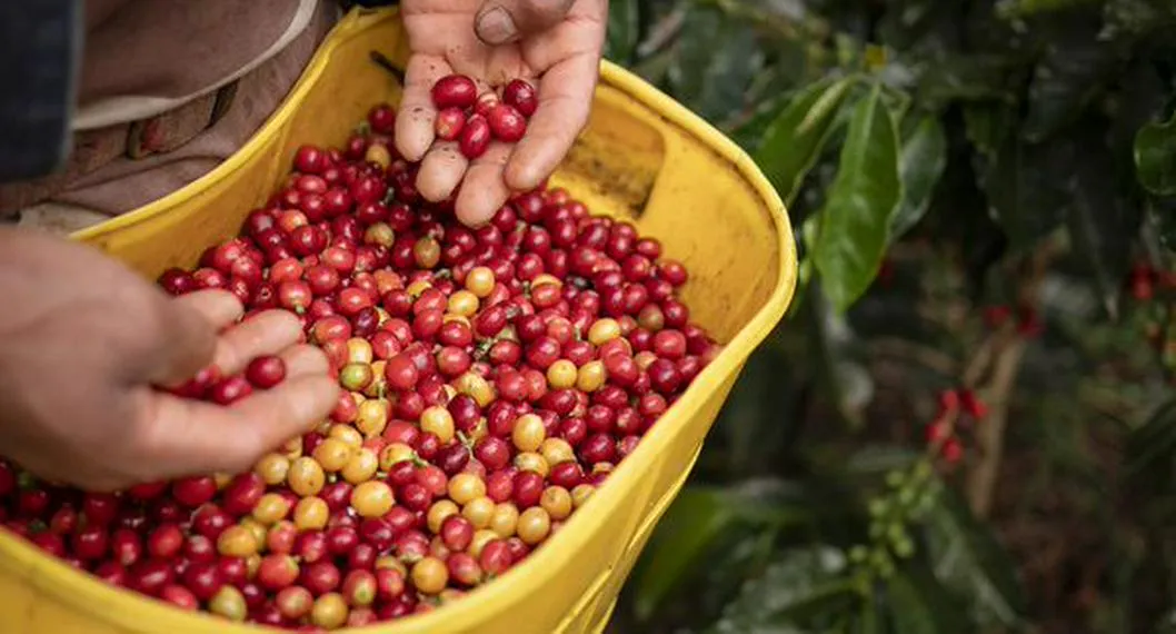 Clima podría afectar la producción del café y aumentar su precio
