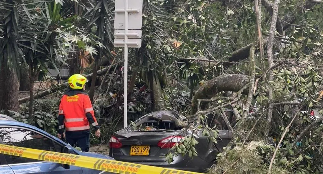 Susto en turístico parque de Medellín por caída de árbol; cuidador de carros salió herido