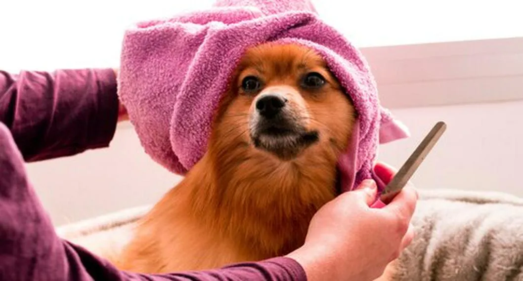 Cada cuánto se debe bañar un perro: todo depende del pelaje