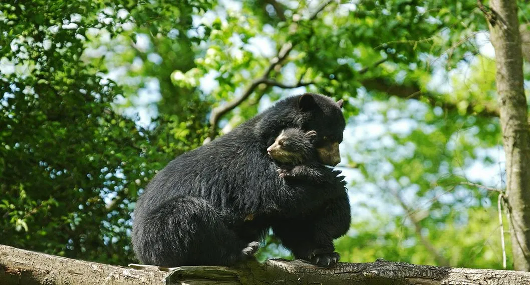 El osezno es el cuarto oso andino protegido actualmente en el Parque de la Conservación de Medellín. Tiene cerca de tres meses de edad.