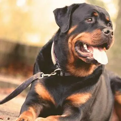 Cinco razas de perros que son buenos guardianes para cuidar la casa