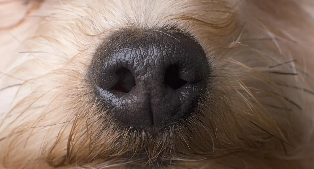 Cinco animales que tienen bien desarrollado el sentido del olfato y ayudan a la ciencia a detectar enfermedades.