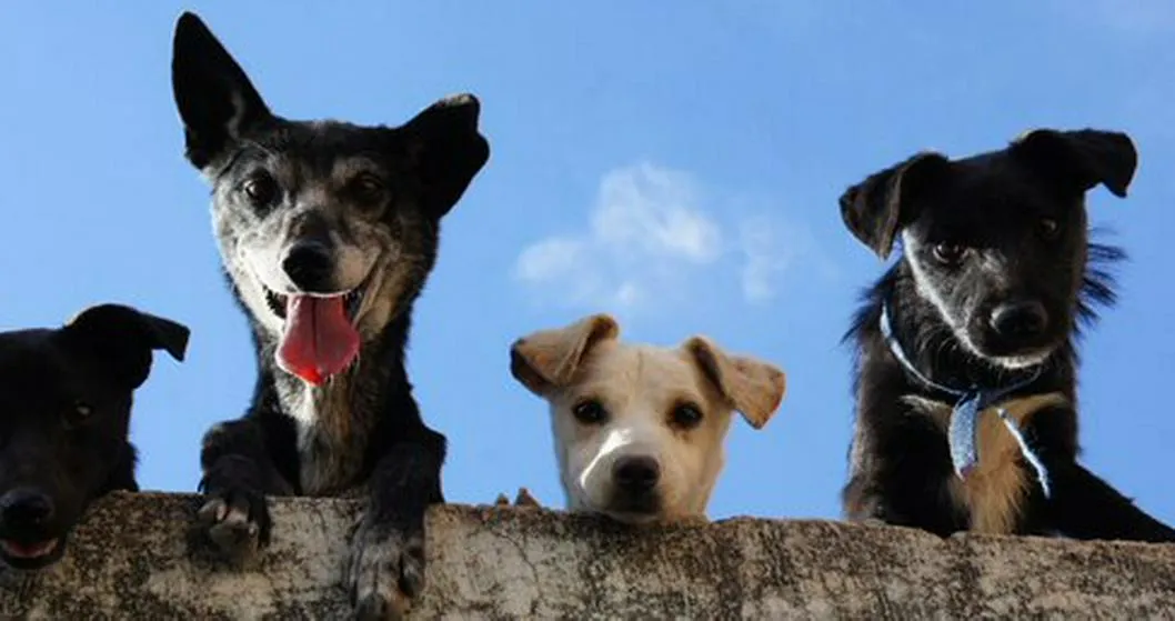 Los caninos son una de las especies más ampliamente difundidas como máscotas en el planeta. Por su parte, en el país, están son las cuatro razas más comunes.