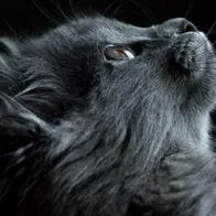 Foto de un gato, para ilustrar artículo sobre si se le puede cortar el pelo a un gato.