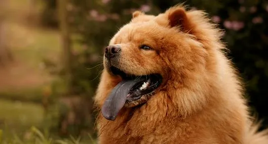 Las cinco razas de perros más costosas que hay
