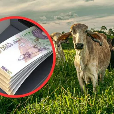 Al menos 80 millonarios de Colombia invirtieron dinero en un supuesto fondo ganadero que en realidad sería una pirámide bajo el Achury Viejo. 