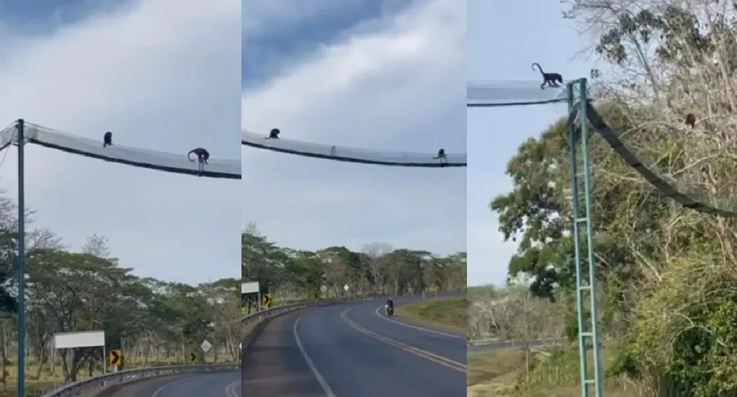Monos aulladores cruzando una vía utilizando un puente
