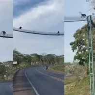 Monos aulladores cruzando una vía utilizando un puente