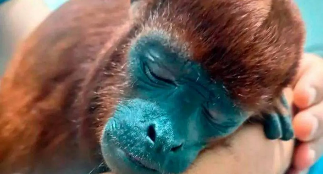 Murió mono aullador abandonado enfermo en una veterinaria, en Caldas
