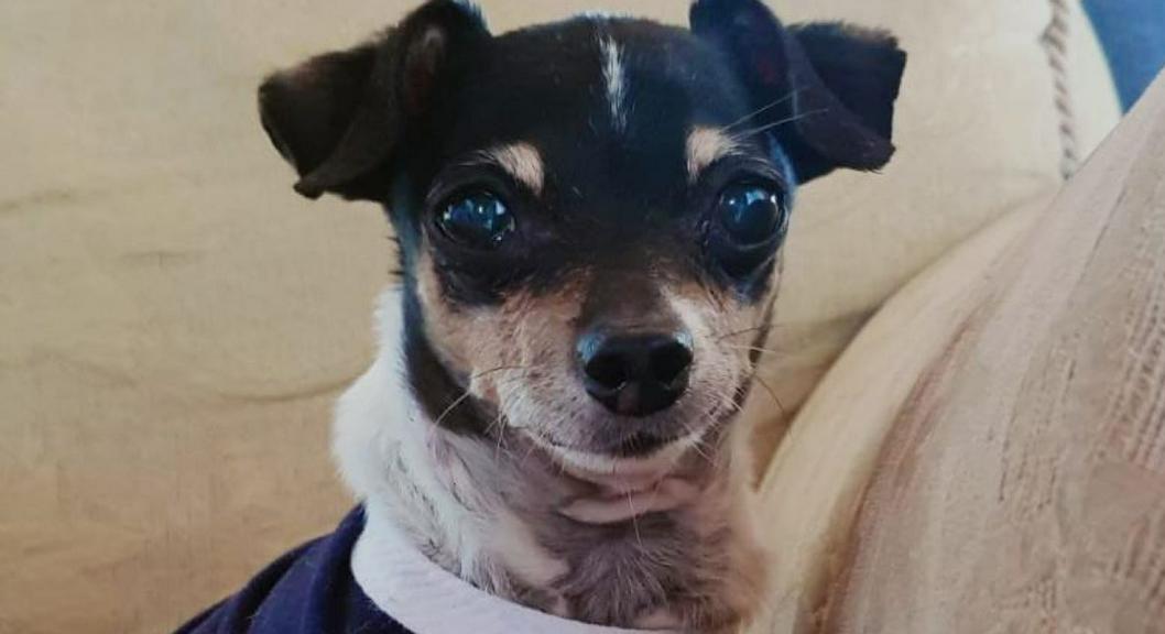 Estadounidense que causó muerte a un perro en Antioquia sigue libre pese a haber confesado