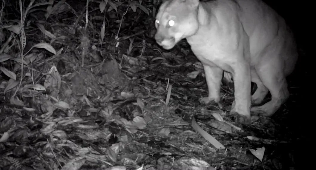 Piden proteger a gigantesco puma avistado con cámaras trampa en Antioquia