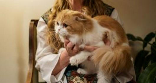Enfermedades que los gatos transmiten a los humanos