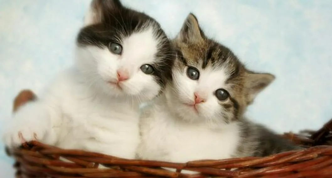 Foto de gatos, a propósito de qué nombre ponerle a las hembras