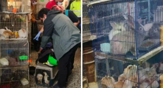 Plaza de mercado del Restrepo en Bogotá vende animales silvestres por $ 200.000
