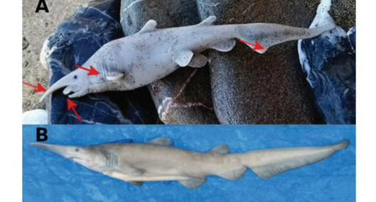 Científicos pensaron que juguete de niños era una nueva especie de tiburón