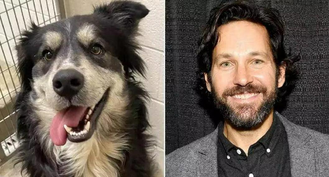 Perro ahora tiene hogar por su parecido al actor Paul Rudd (Ant-Man)