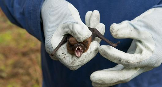 Encuentran otro murciélago con rabia en Uruguay