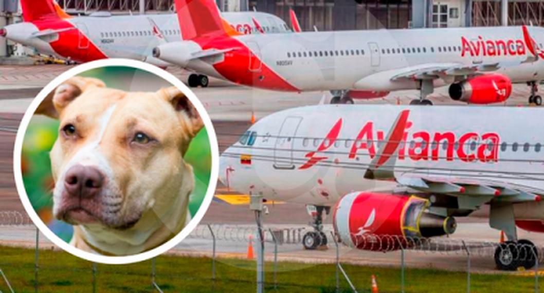 Vuelo de Avianca presentó fallas en cabina donde viajaban perros