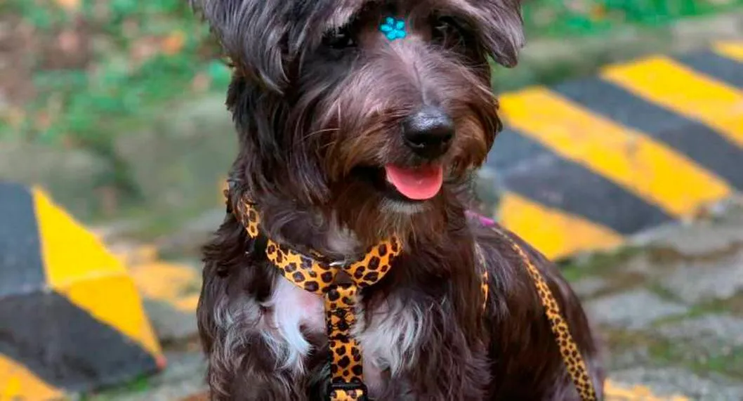En Medellín encontraron a perra que llevaba días perdida por video en redes