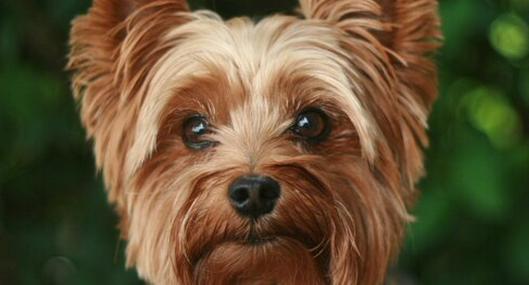 Yorkshire Terrier: características y personalidad de esta raza de perros