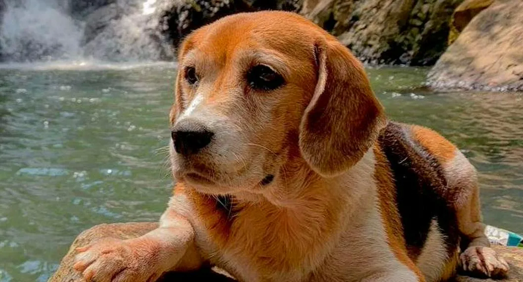 Perros y gatos han sido envenenados en Puerto Triunfo (Antioquia)