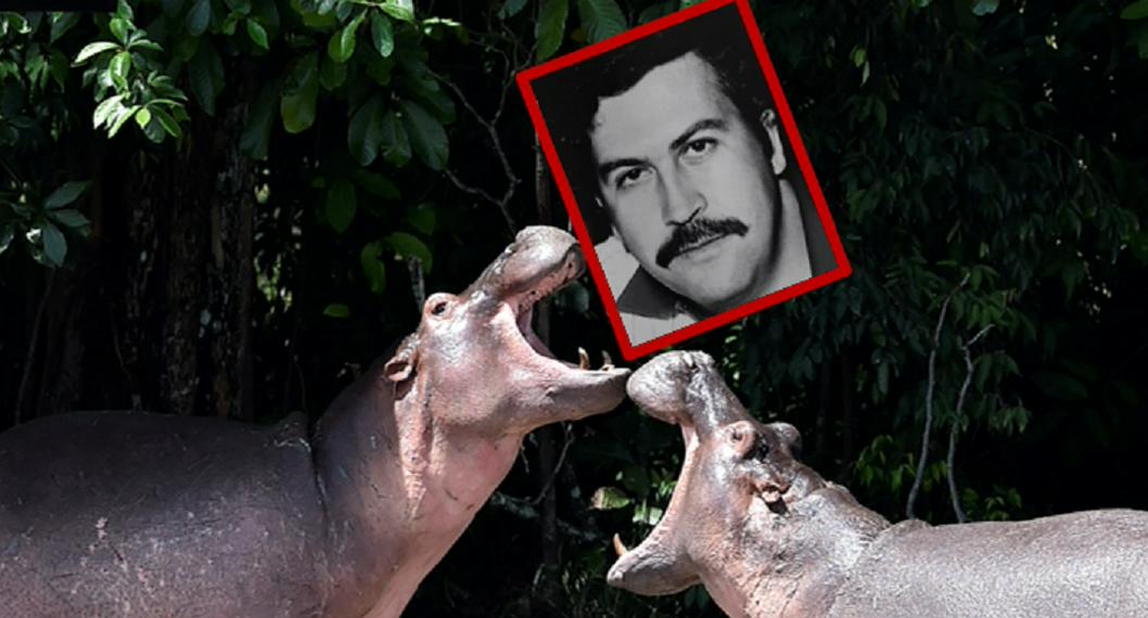 Sacar hipopótamos de Pablo Escobar de Colombia cuesta USD 3,5 millones