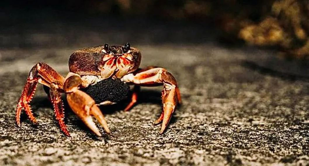 San Andrés prohibirá comercializar cangrejo negro, en peligro de extinción 