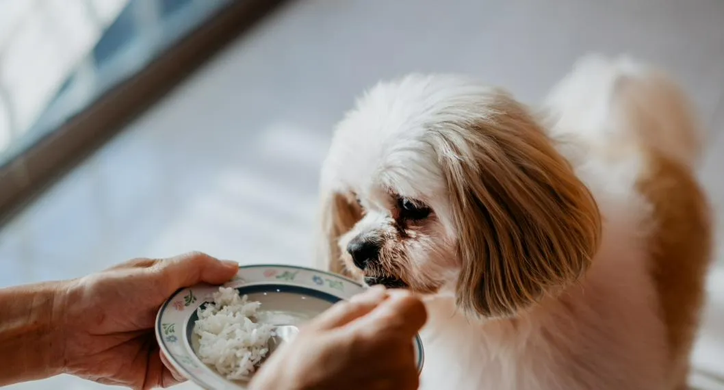 Foto de un perro comiendo arroz, para ilustrar artículo de si los perros pueden ingerir este alimento.
