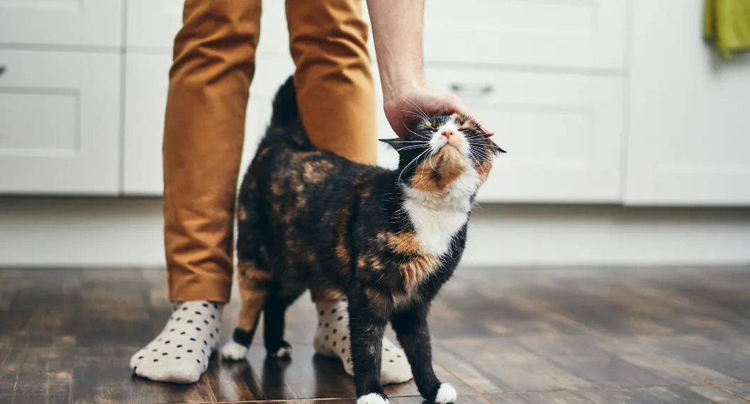 Foto de un gato siendo acariciado por una persona a propósito del artículo sobre las 4 formas en las que los gatos agradecen. 