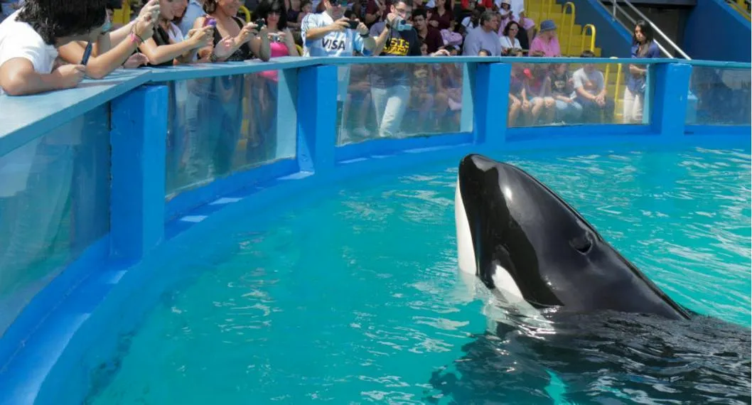 Foto la ballena Lolita, la orca del acuario de Miami, que volverá al mar después de 50 años