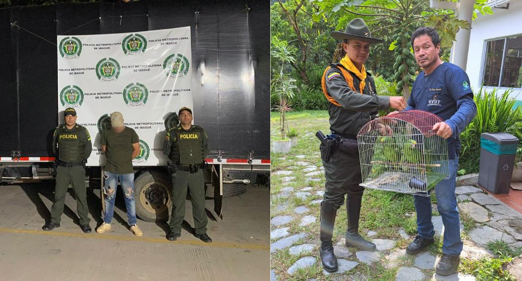 En Tolima rescataron varios animales que iban a ser vendidos: hay una zarigüeya