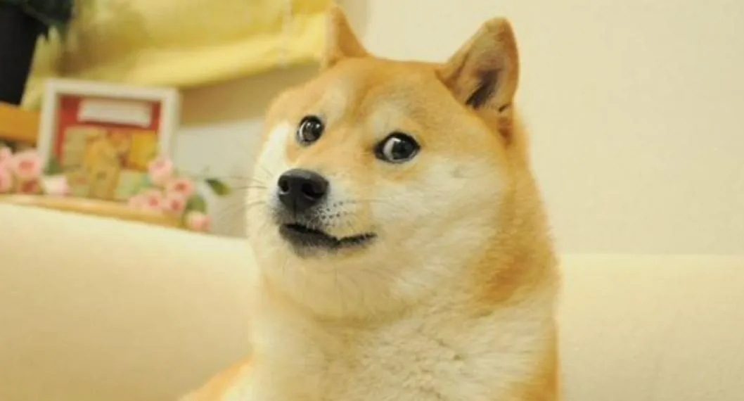 Kobasu a propósito de cuál es el origen del perro que ahora es el logo de Twitter.