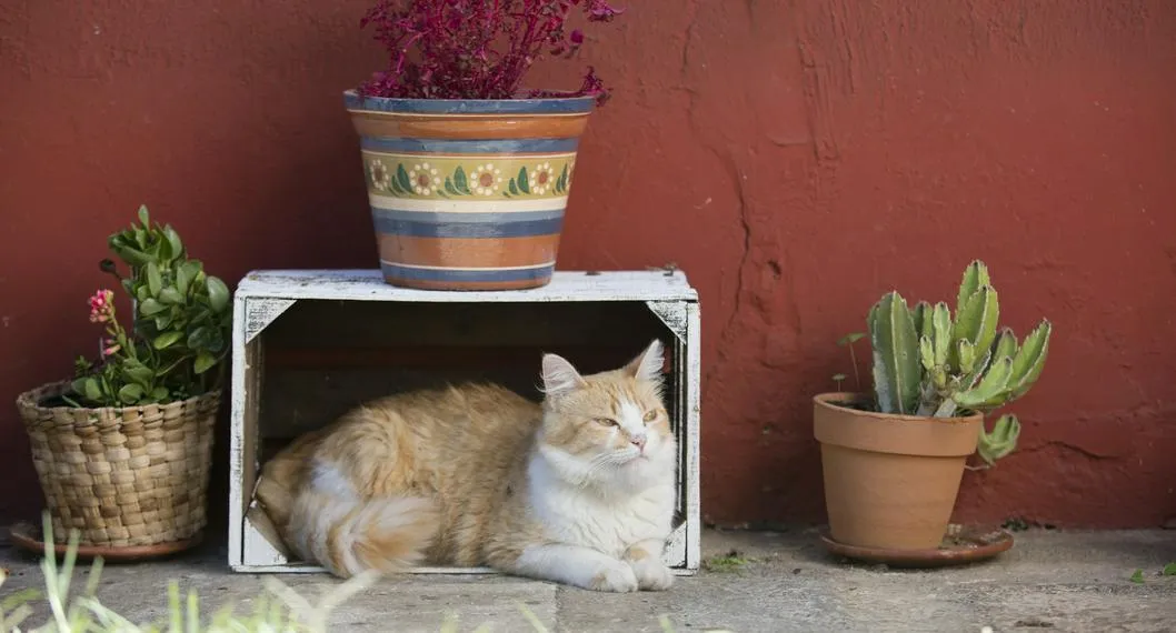 Gato a propósito de por qué los felinos prefieren meterse en cajas.