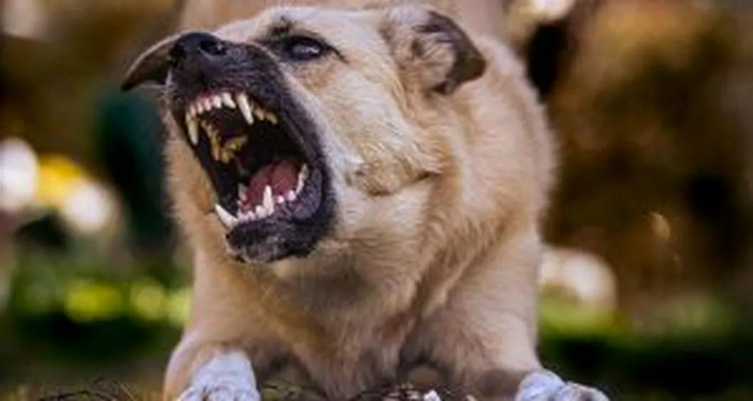 En ocasiones, los perros toman cierto tipo de comportamientos anormales con determinadas personas. Expertos explican por qué ocurría esto.