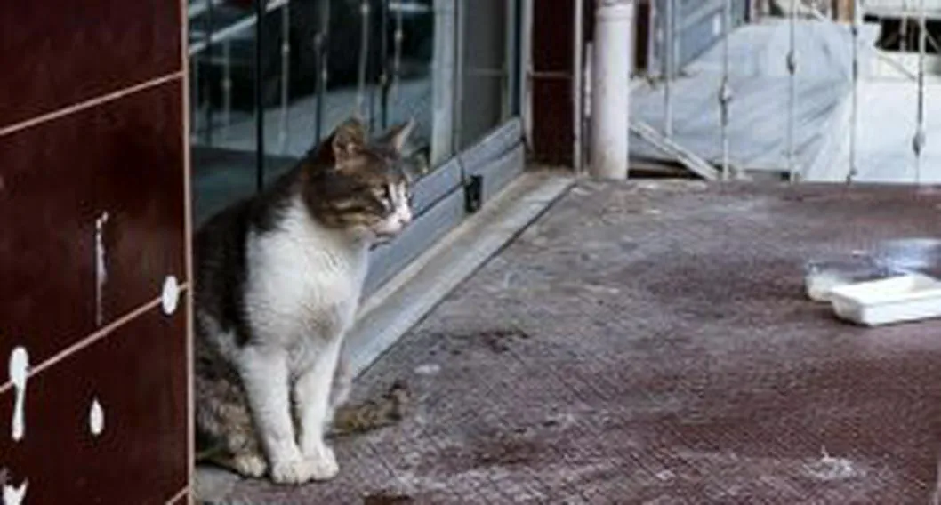 Foto de un gato, a propósito de por qué se van de la casa y cómo evitar que lo hagan.