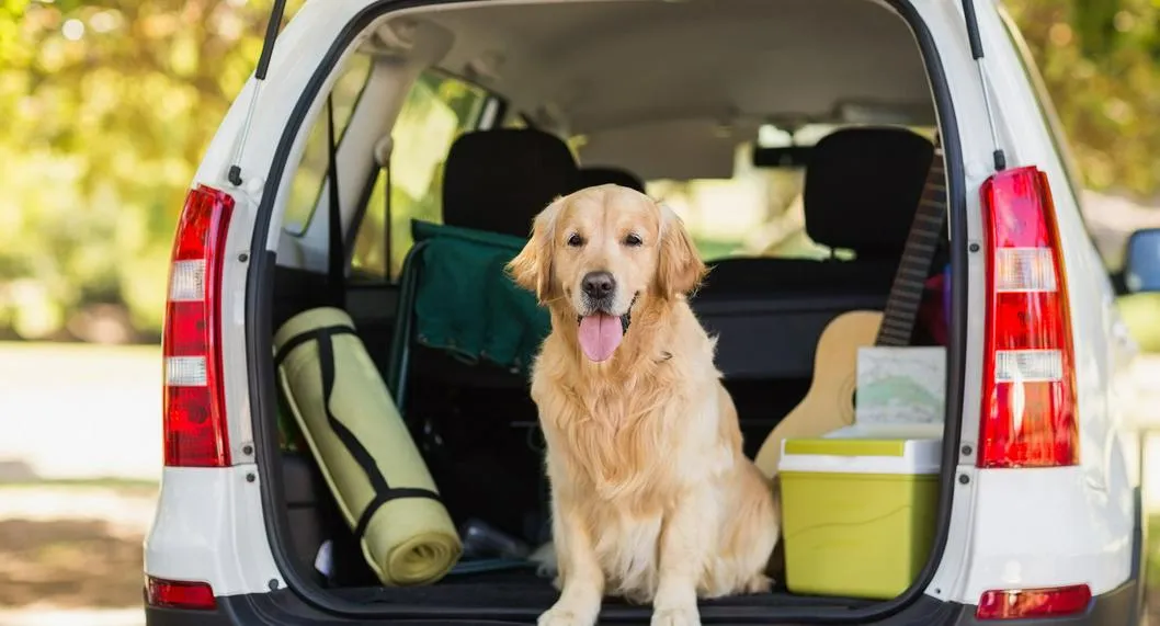 Perro en carro para viajar. En relación con los consejos y cuidados de las mascotas en vacaciones. 