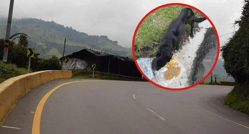 Perra y cachorros fueron salvados en carretera de Tolima, pero necesitan ayuda