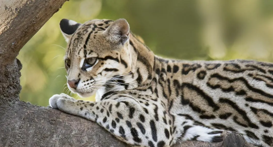 Encontraron ocelote disecado en almacén de centro comercial de Medellín