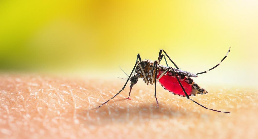 Ante incremento de casos de dengue, adelantan jornada de fumigación en Girardot