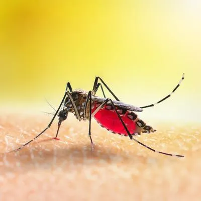 Ante incremento de casos de dengue, adelantan jornada de fumigación en Girardot
