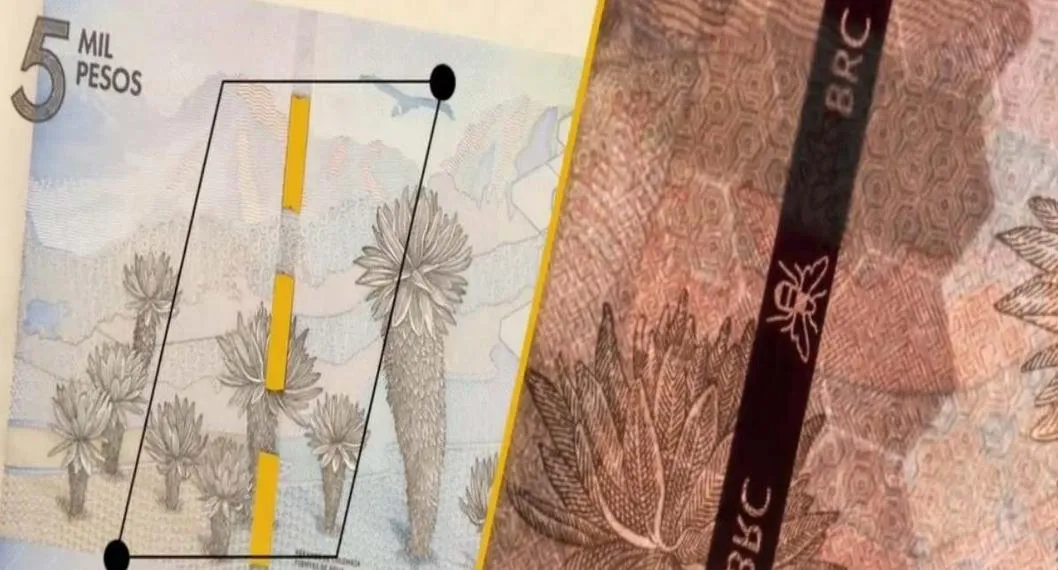Foto de billetes colombianos, a propósito de cómo identificar si uno es falso.